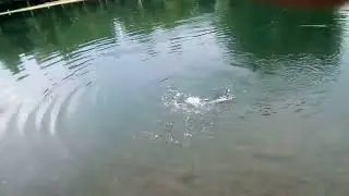 pesca storione nuovo lago dei gabbiani 😁🦈