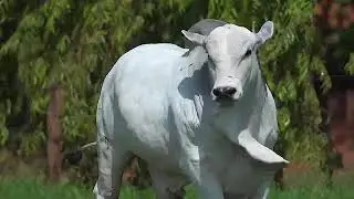 PREÇO DO BOI GORDO ATUALIZADO