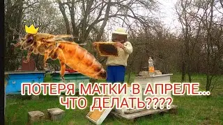 Потеря матки весной, что делать? Нет расплода. Расширение семьи сушью. Объединение. Даю воду пчёлам.