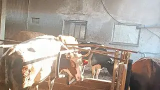Побег из курятника// 👀Кормлю кур силосом🐔🐓