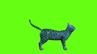 Green Screen Cat Animation Cat Green Screen Video