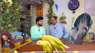 Multan Sunday Birds Rasheedabad 28 july 2024 latest Update​ I Part 2