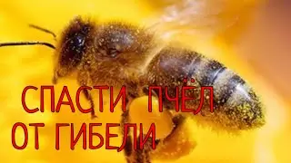 НЕ ДОПУСТИТЬ ГИБЕЛЬ ПЧЕЛИНЫХ СЕМЕЙ