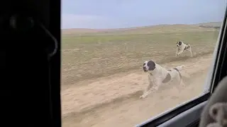 убойный кросс - аборигенные Волкодавы.