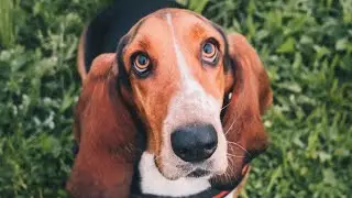 Can Dogs Eat Egg Shells?🐾🥚🐶