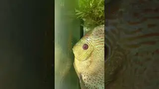 дискусы, разведение, 23 °С