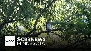 Hawk attacks woman in Maple Grove, and neighbors say she’s not the first