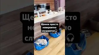 Невероятное послушание🎧щенки просто в шоке