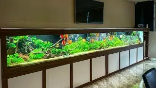 600 x 70 x 70h Discus Aquarium - Amazing Queen of Freshwater