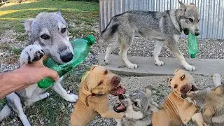 Волчонок Луна и ее любимая бутылка, разборки с питбулем Кими! Стройка/Питбуль/Кот/Дворняжка.