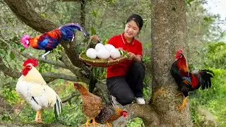 SINGLE MOTHER Harvesting Northwest Black Rooster Chicken Goes To Market Sell | Ella - Free Bushcraft