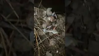 Как размножаются 