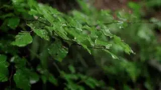 Green leaves while raining | Copyright Free Nature Background Video