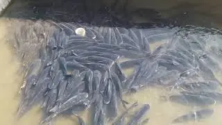 Baliqlar kopmi