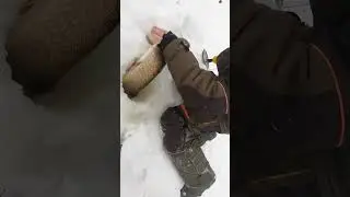 Крупная щука взяла на жерлицу