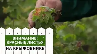 Красные листья на крыжовнике, как лечить.