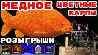 МЕДНОЕ ЛОВИМ ЦВЕТНЫЕ КАРПЫ 🎁 РОЗЫГРЫШИ И ТУРНИРЫ 🔴 В  РУЛЕТКЕ - РАПТОР, ВЕНГА, ТАЙГА 💥СТРИМ РР4
