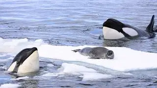 9 Times Orcas Showed Their Genius