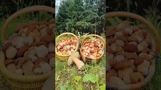 Массовый сбор БЕЛЫХ ГРИБОВ сетчатых (Boletus reticulatus) в Подмосковье 12 июня 2024г.