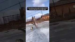 #cat