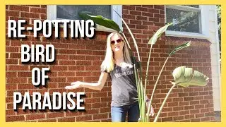 my BIRD of PARADISE needs a repot  ||  Soiled Plant