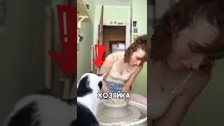 Её кот был талантлив как хозяйка 