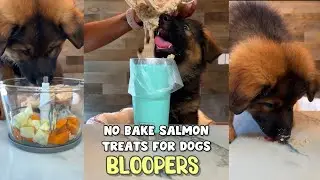 BLOOPERS 🎬🤣: Salmon Treats For Dogs Recipe