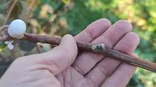 Why are early frosts dangerous for grapevines?