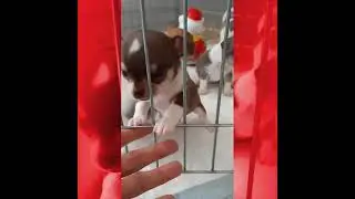 Щенки породы чихуахуа.