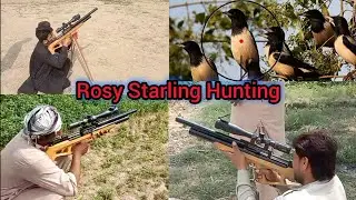 rosy starling hunting in pakistan 2025 | QS Airgun | AirGun Hunting | Russian Dove Hunting