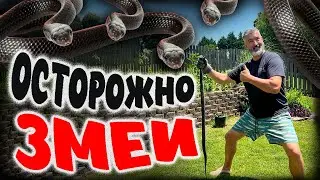 Новая Русалочка-разбор/нашествие змей