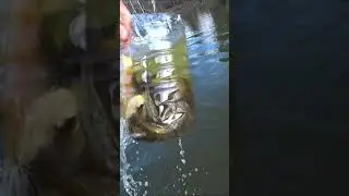 рыбалка на банки. Как поймать много рыбы без удочки. 