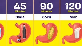 How Long Does Food Stay In Stomach