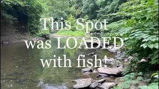 Textbook Creek Spot Loaded with Fish