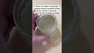 Мало кто знает что рассада огурцов таким способом всегда растёт низкой и крепкой, с куста 10 тонн
