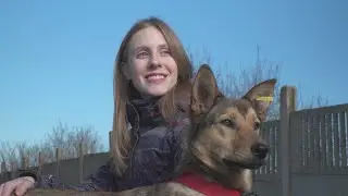 Бездомные животные Севастополя участвуют в проекте «Тут ваша собака»