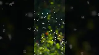 Nature 🌧 