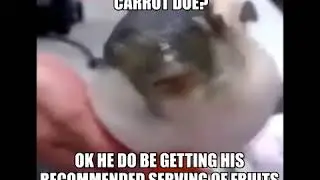 pufferfish eat carrot