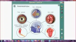 Анализаторы.Подготовка к ЕГЭ и ОГЭ по биологии