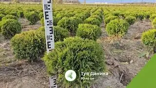 Туя шаровидная Даника 30-40 см