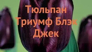 Тюльпан обыкновенный Блэк Джек (tulipa black jack) 🌿 обзор: как сажать, луковицы тюльпаны Блэк Джек