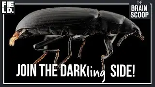 Darkling Beetles: Spray acid, play dead
