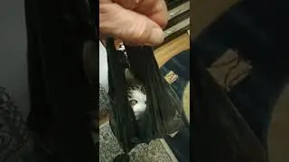 Моя кошка. любим сидеть в пакетах.