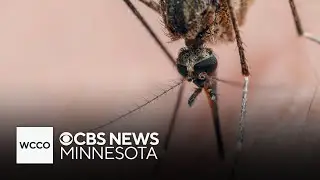 West Nile virus cases increasing in Minnesota, Wisconsin