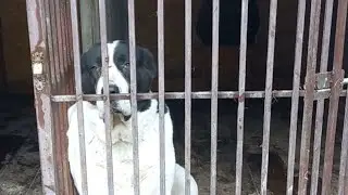 Бугай Алабай. Депрессия осени