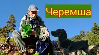 Не всякая ЧЕРЕМША одинаково съедобна! Дары Приморской Уссурийской тайги.