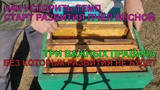 Как УСКОРИТЬ ВЕСЕННЕЕ РАЗВИТИЕ ПЧЁЛ НА ПАСЕКЕ важные тонкие правила без которых СТАРТА НИБЕДЕТ ✅☝️🐝