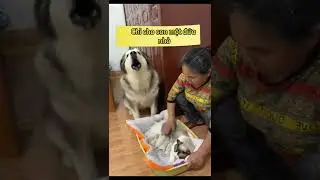 Cưng quá chừng rồi ❤️❤️❤️chó pet xuhuong dog