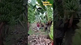 Easy, Harvest Bananas in Modern Banana Plantations