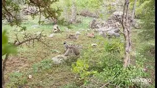 Кабк Шикор